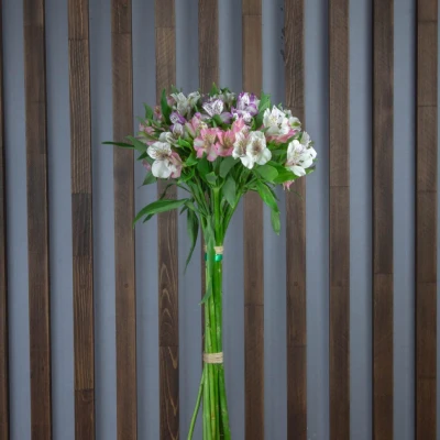 Альстромерия