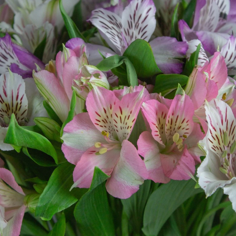 Альстромерия