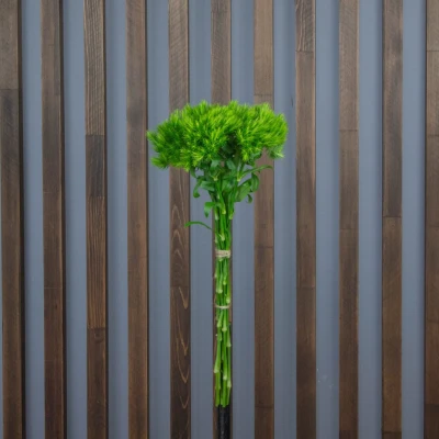 Гвоздика Green Trick
