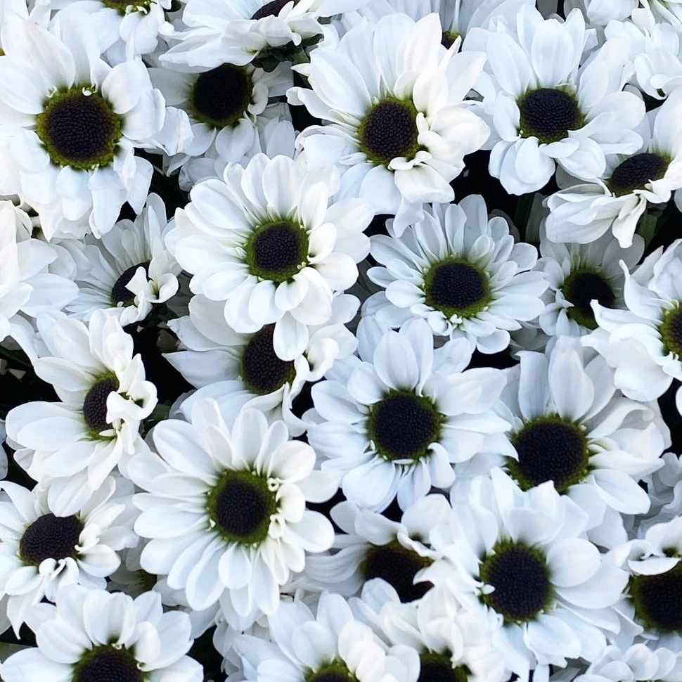 Букет из 11 хризантем