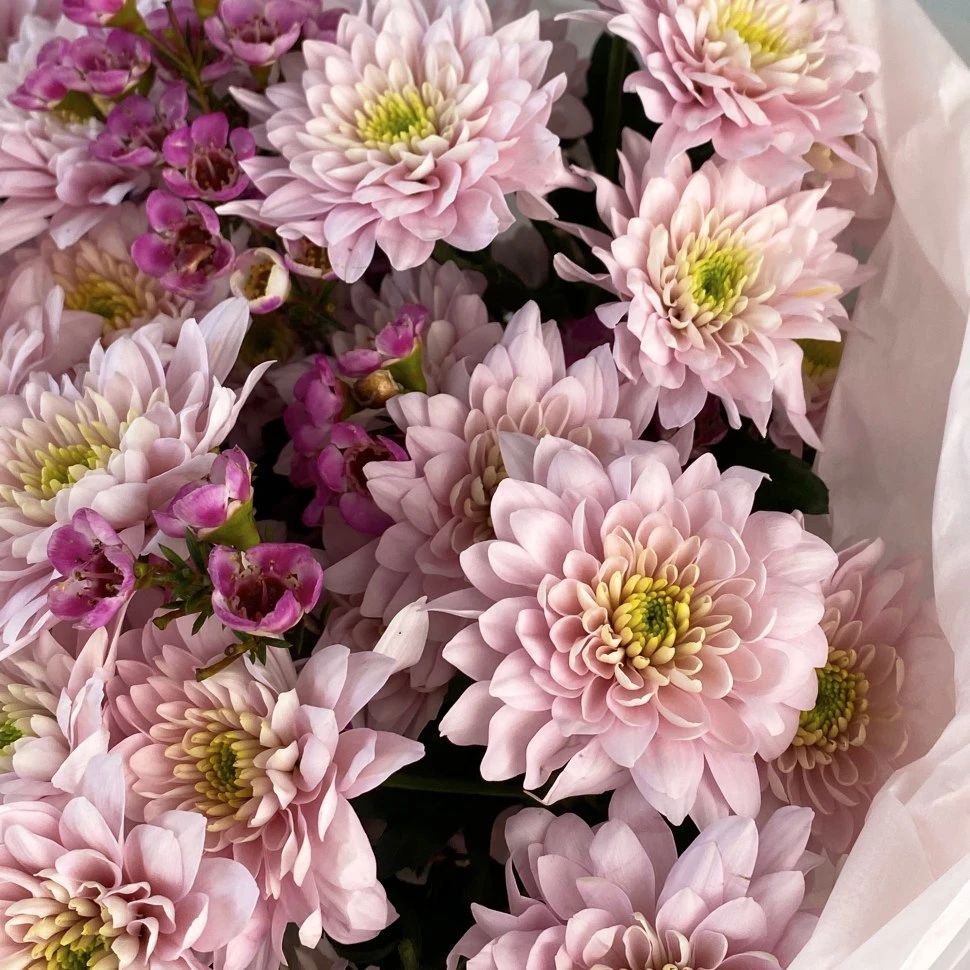 Букет из 5 хризантем и хамелациума