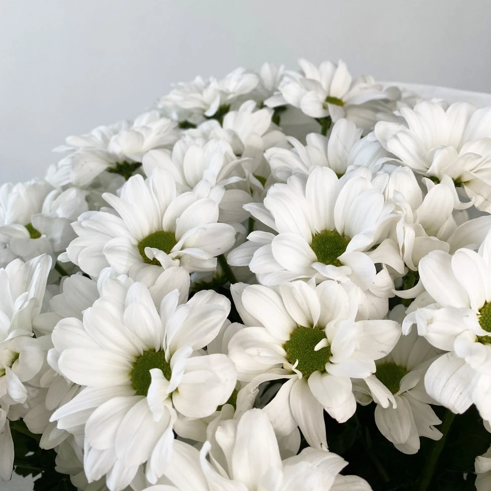 Букет из гипсофилы