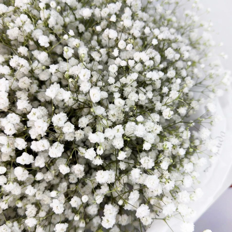 Букет из 15 белых гипсофил