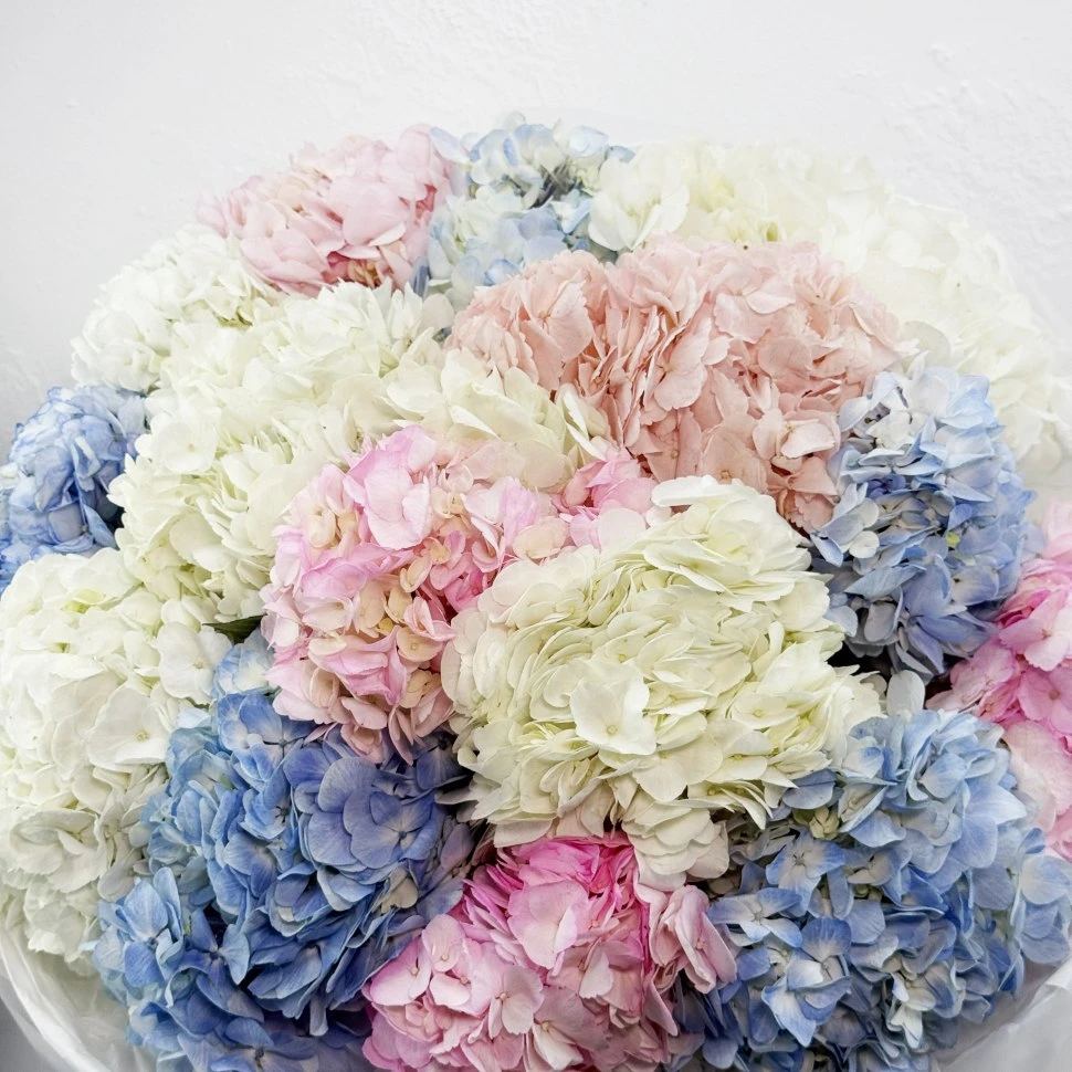 Букет из 15 гортензий